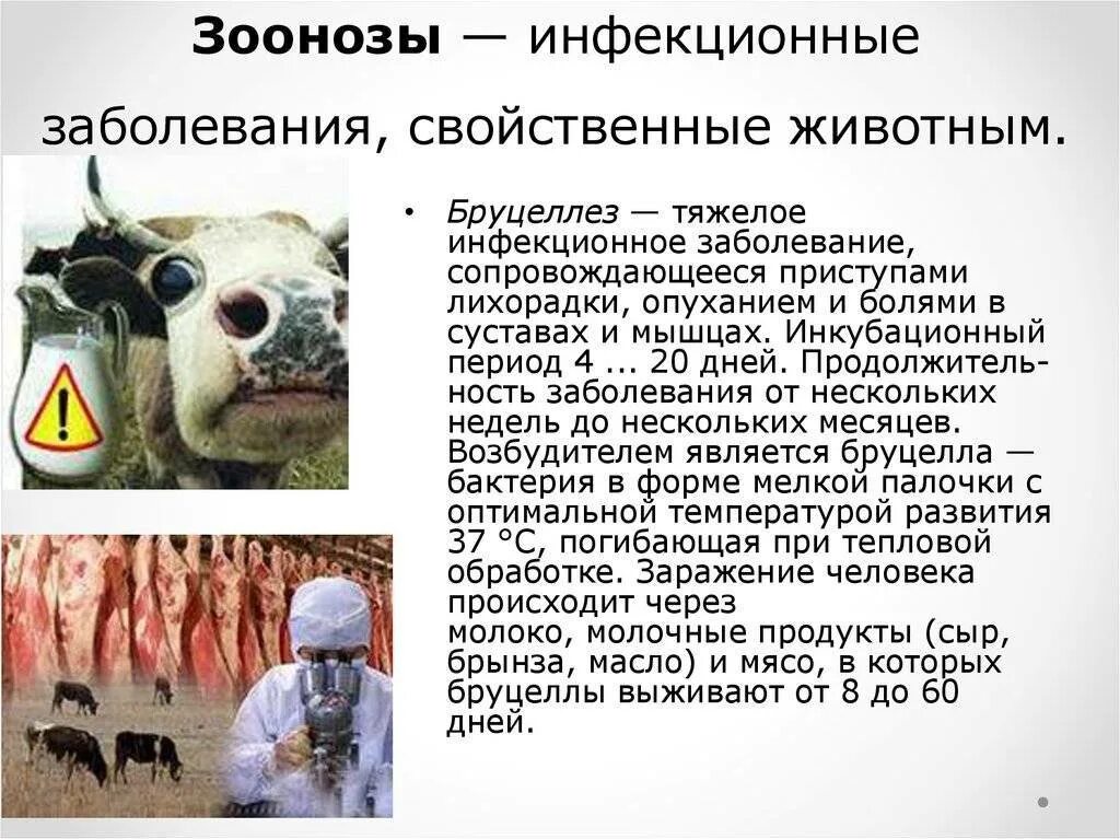 Инфекции бруцеллез