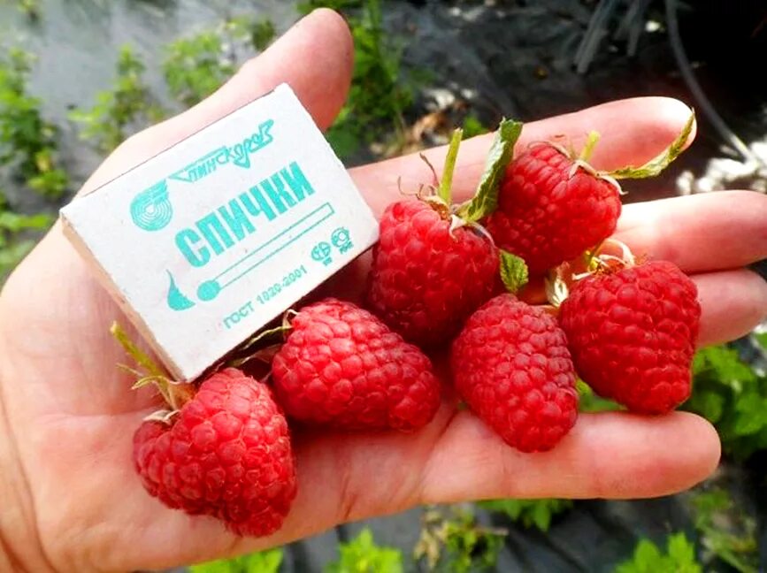 Малина таганка фото отзывы описание
