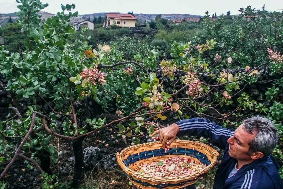 Покажи как растут фисташки. Фисташка плод. Писта дарахти. Покажи как растут фисташки. Фисташковое дерево ареал.
