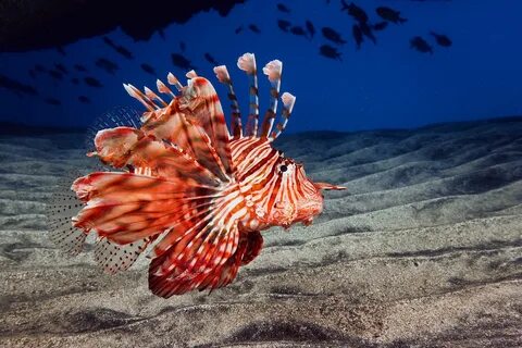 Самые красивые морские обитатели