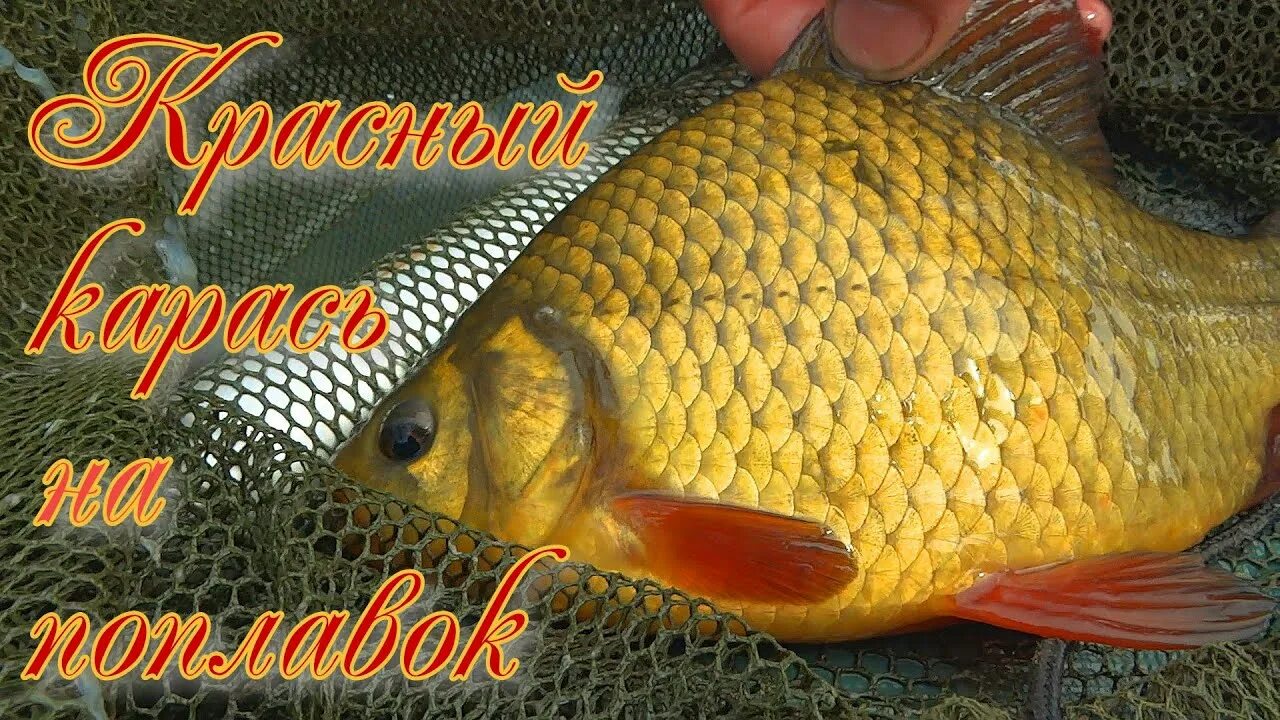 Как выглядит красный карась Карась Серебристый. "Рыбьи Портреты". YouTube