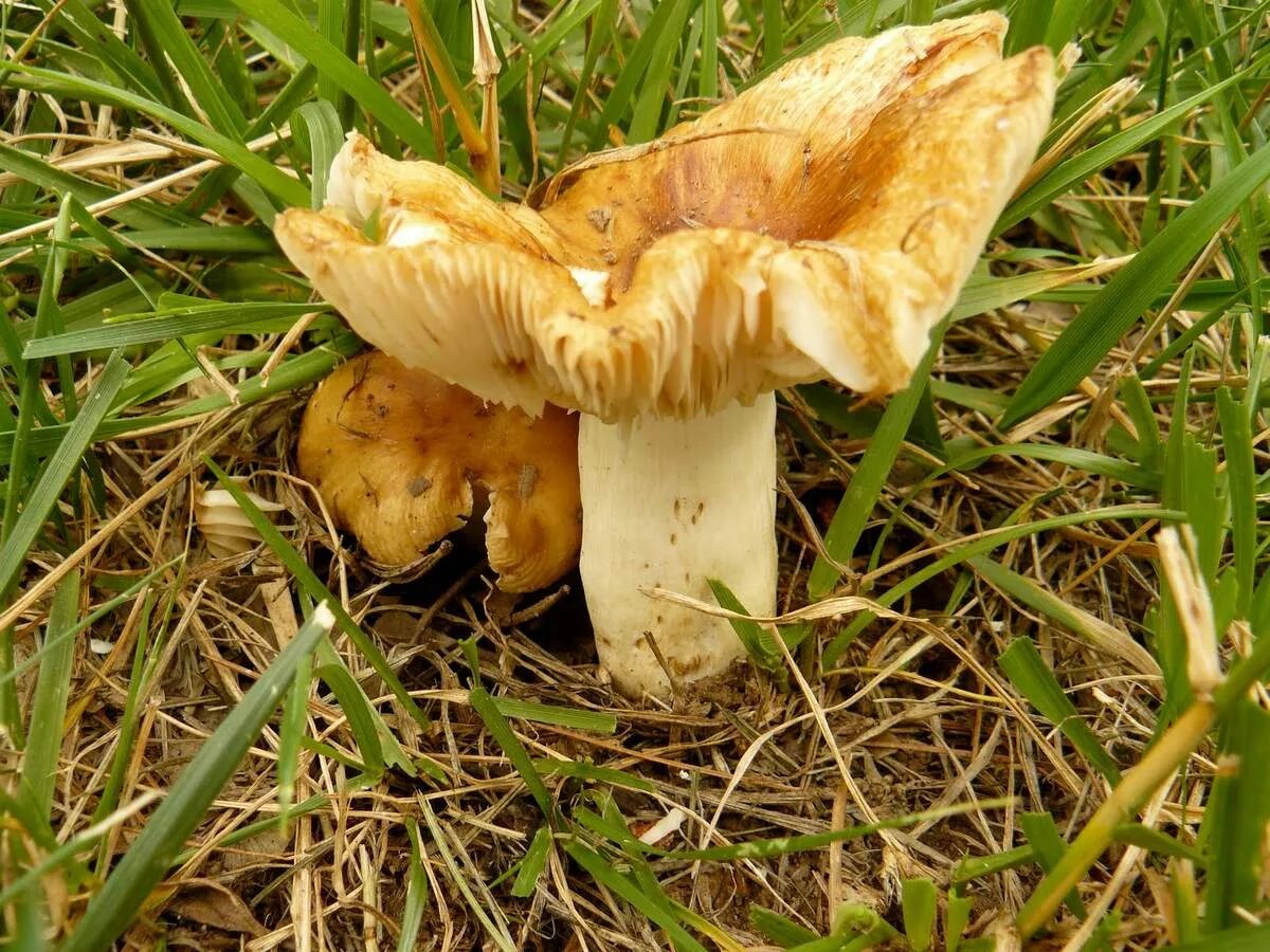 Грибы бычки валуи. Гриб кульбик валуй. Валуй (russula foetens). Валуй (гриб). Валуи и сыроежки.