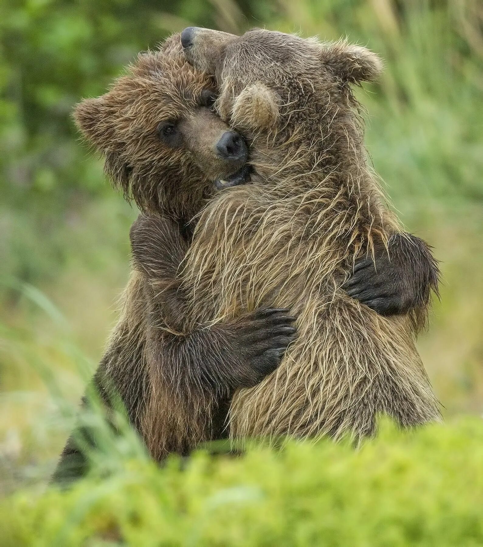 Медведи любовь. Бурый медведь в обнимку с человеком. Медвежьи объятья читать. Медвежьи объятия. Медвежьи объятия.