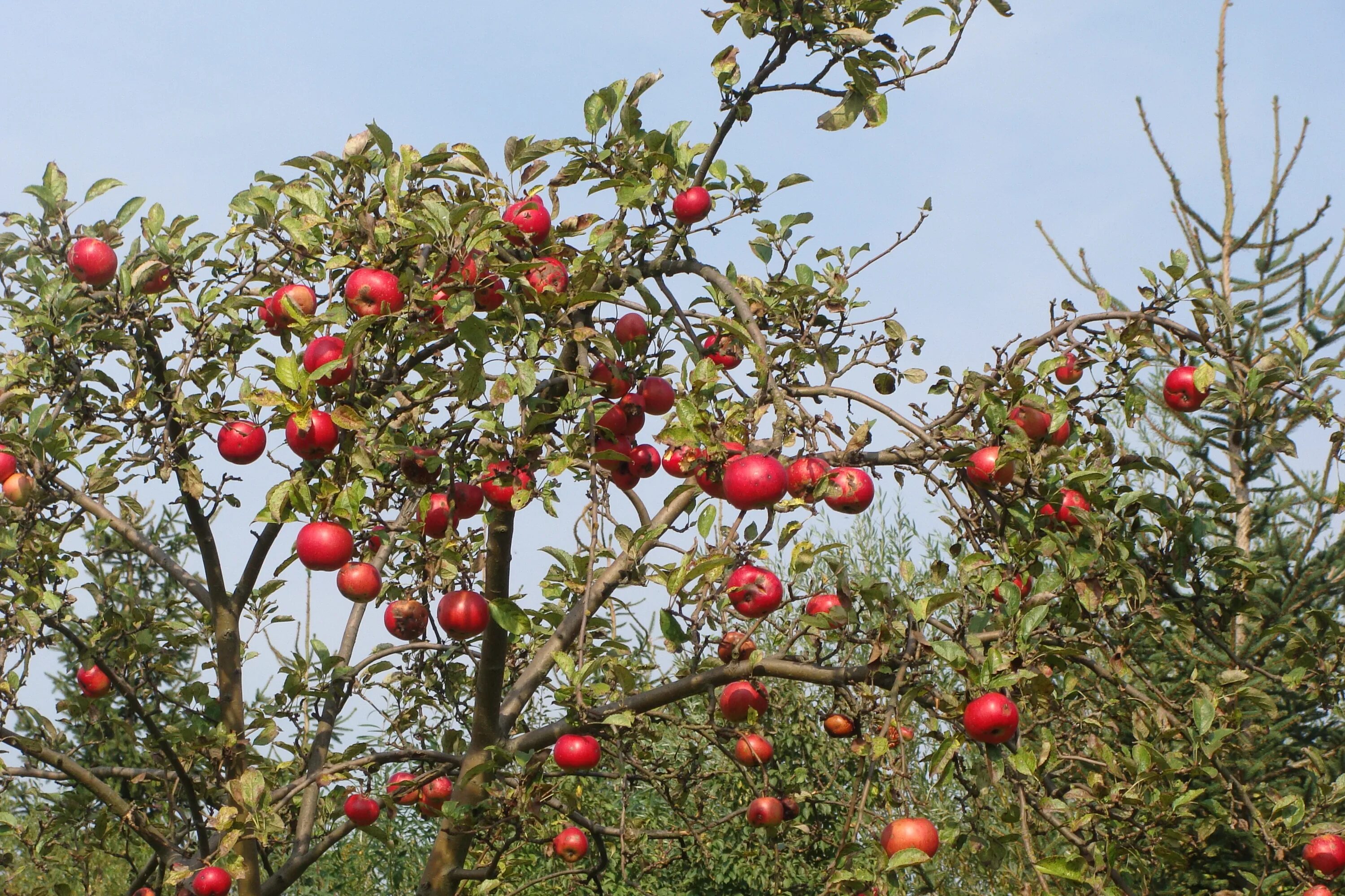 В саду где растут яблоки. Плод яблони. Яблоня плодовая. Яблоня дерево с плодами. Яблоня Кримсон Голд.