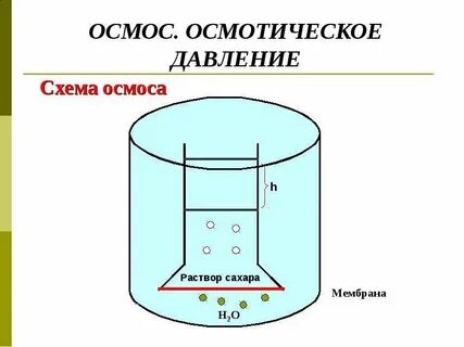 Осмос и осмотическое давление
