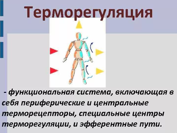 Система терморегуляции обеспечивает. Система терморегуляции обеспечивает