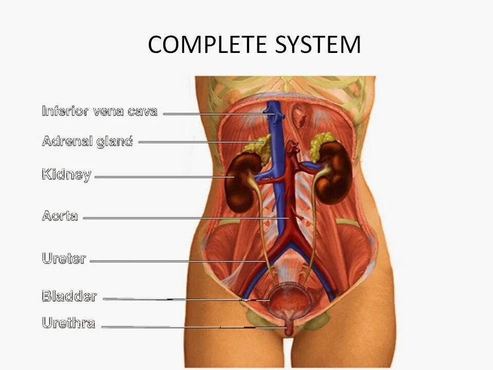 Urinary system. Органы женщины.