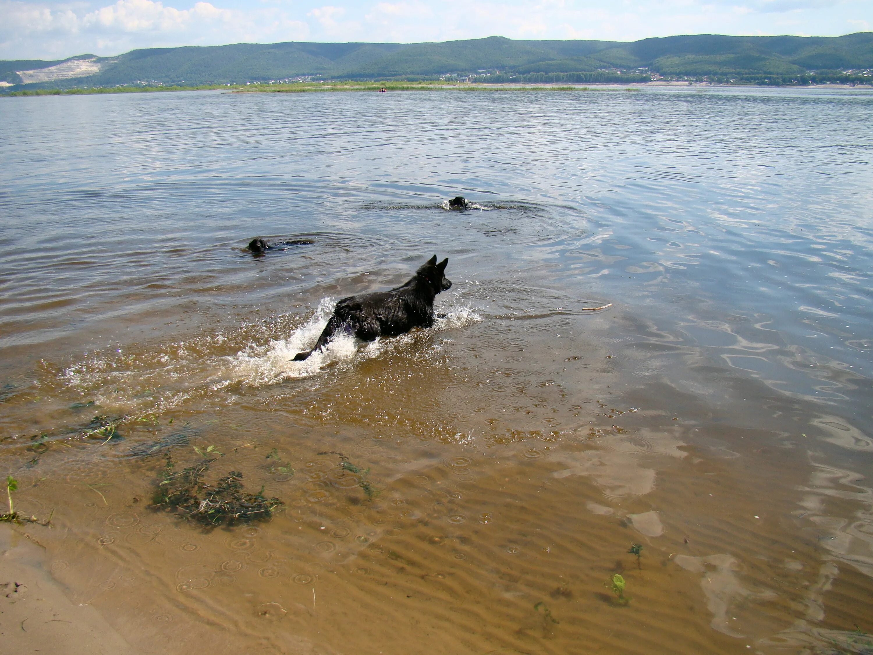 Голавль. Swimming на речке. Заплывы на реке славянке. Какая река плавает. Какая река плавает.