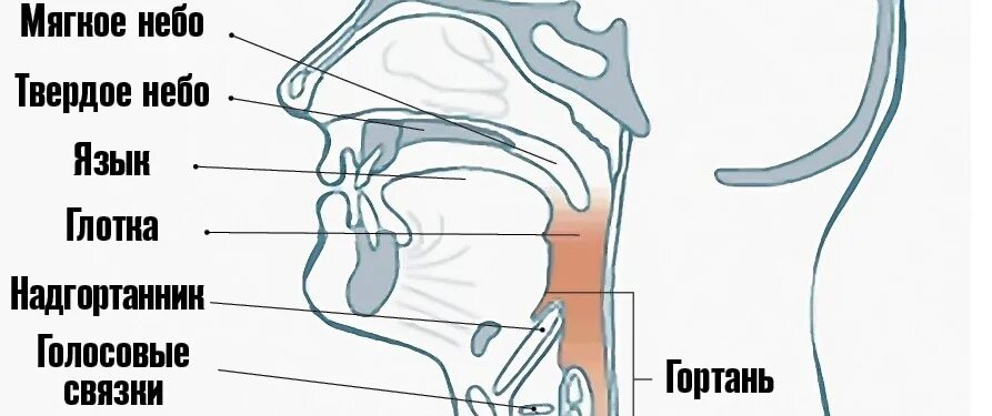 Верхний голосовой. Схема «строение артикуляционного аппарата». Положение гортани в пении. Положение языка в вокале. Строение артикуляционного аппарата для дошкольников.