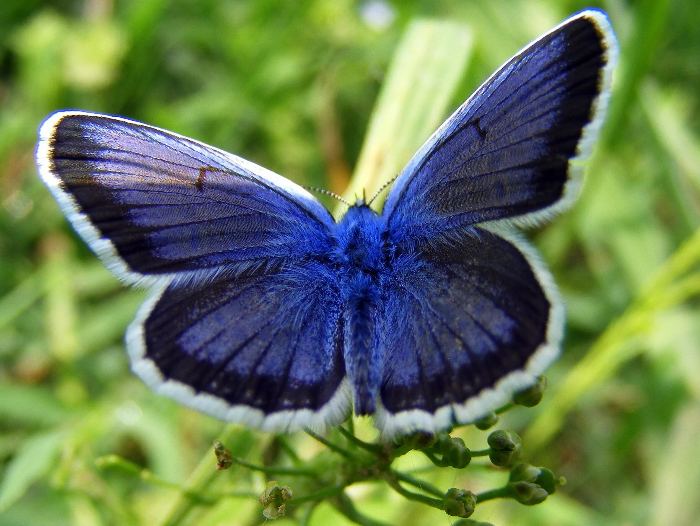 Черно синяя бабочка. Бабочка Алтайская голубая Ордынка. Синяя бабочка. Бабочка черная. Бабочка синяя с черным.