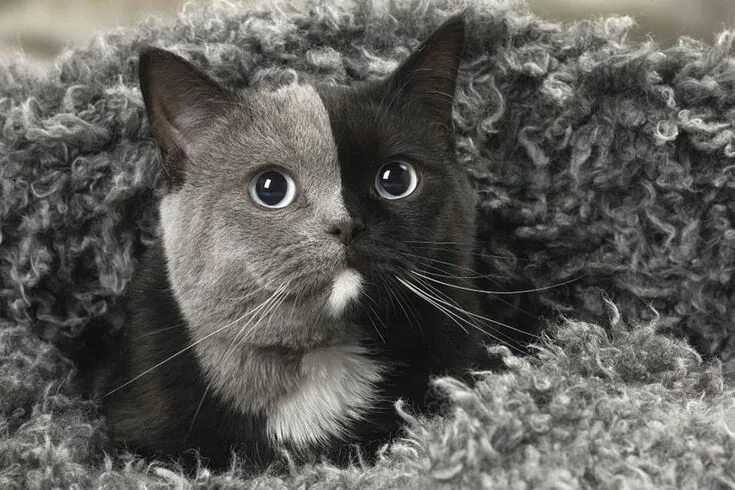 Rare Genetic Mutation Makes This 'Chimera' Kitten One Of The Cutest Accidents Ev