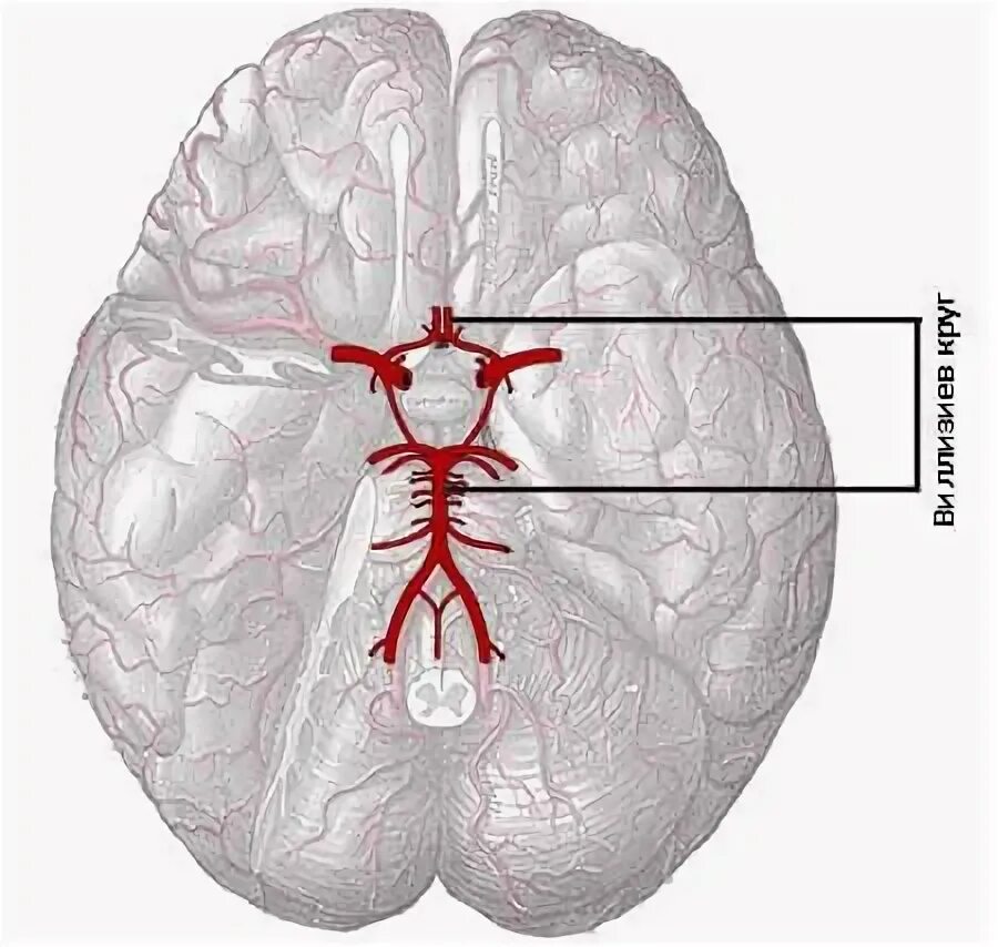 Сосуды головного мозга Виллизиев круг. Виллизиев артериальный круг. Артериальный Виллизиев круг большого мозга. Кровоснабжение головы Виллизиев круг.