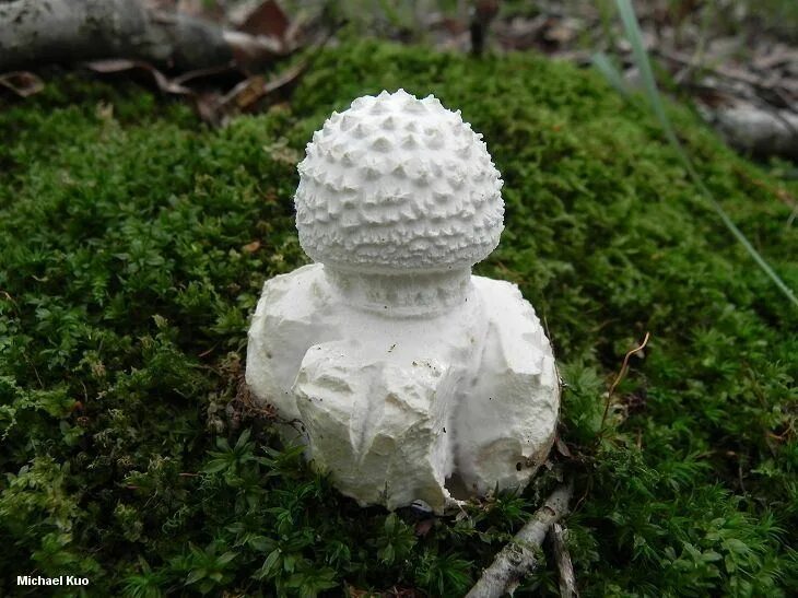 Amanita слив. Агаритин. Amanita rubescens мухомор краснеющий. Amanita abrupta мухомор. Amanita abrupta русское название.