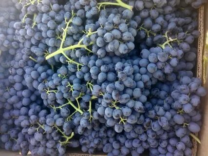 Польза кишмиша для организма черного
