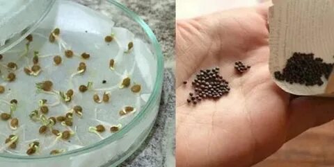 Сколько дней прорастает капуста на рассаду