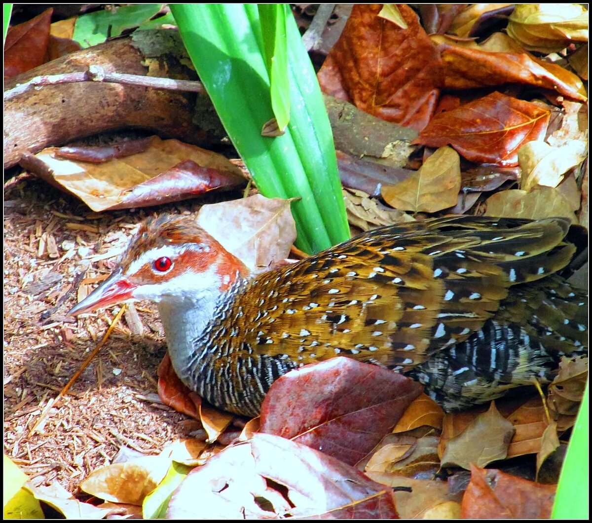 Brown banded. Ямбару-Куина. Куина птица. Gallirallus philippensis andrewsi. Ямбару Куина птица.