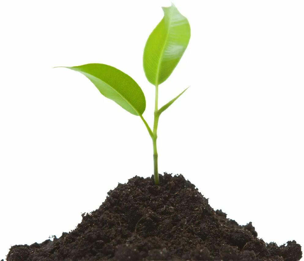 Прорастание ростка. Руки с землей и ростком. Росток плодоносный иосиф. Let s plant. Ростки цветов.
