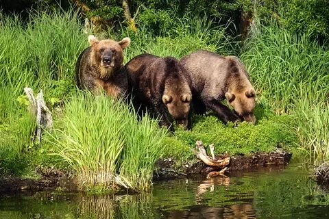 Какие животные обитают в озере
