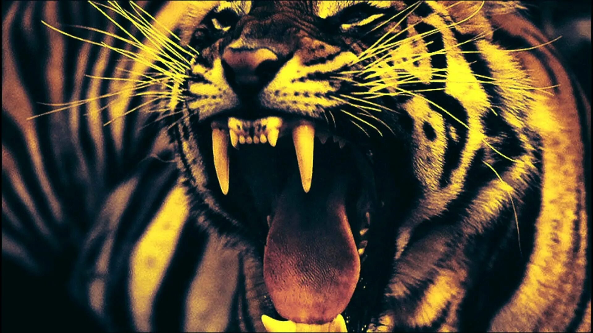 Тигр оскал анфас. Тигр рычит. Злой тигр. Тигриный оскал. Рычащий тигр ревущий