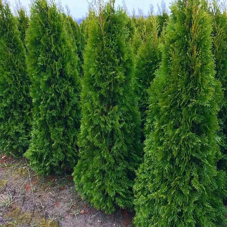 заокские питомники туи. туя питомник белореченск. питомник туи московская область. московские питомники туй. питомник туи московская область.