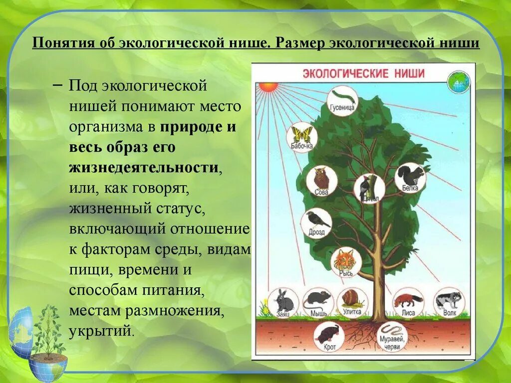 Описание экологической ниши организма лабораторная работа 9. Экологическая ниша. Экологическая ниша это в биологии. Экологические ниши растений и животных. Понятие экологической ниши.