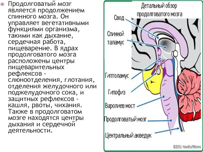 Центр удлиненный. Жизненно важные центры продолговатого мозга. В продолговатом мозге находятся центры. Ядра и центры продолговатого мозга. Что находится в продолговатом мозге.