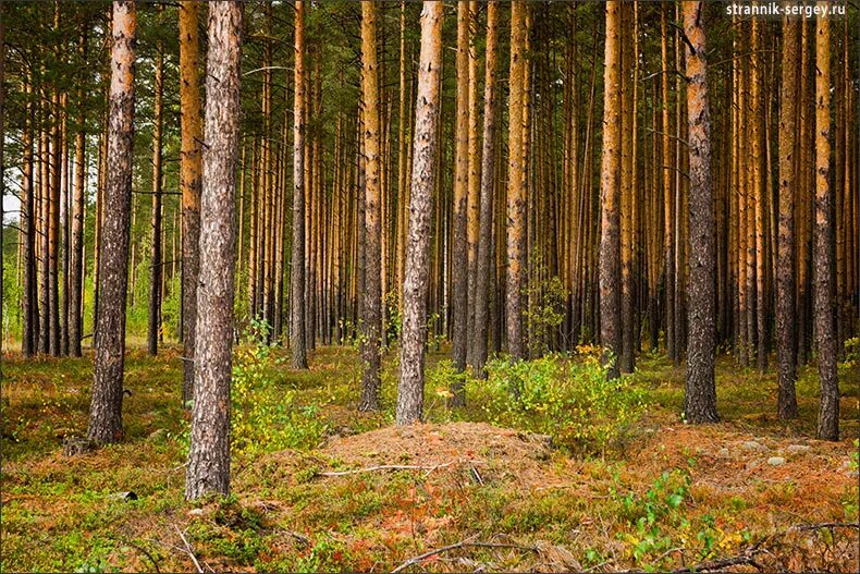 дубовая роща городовиковск. в могучем боре. лос анджелес секвойя парк. в могучем боре. алтайский край могучие кедры.