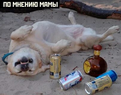 Пьющие собаки