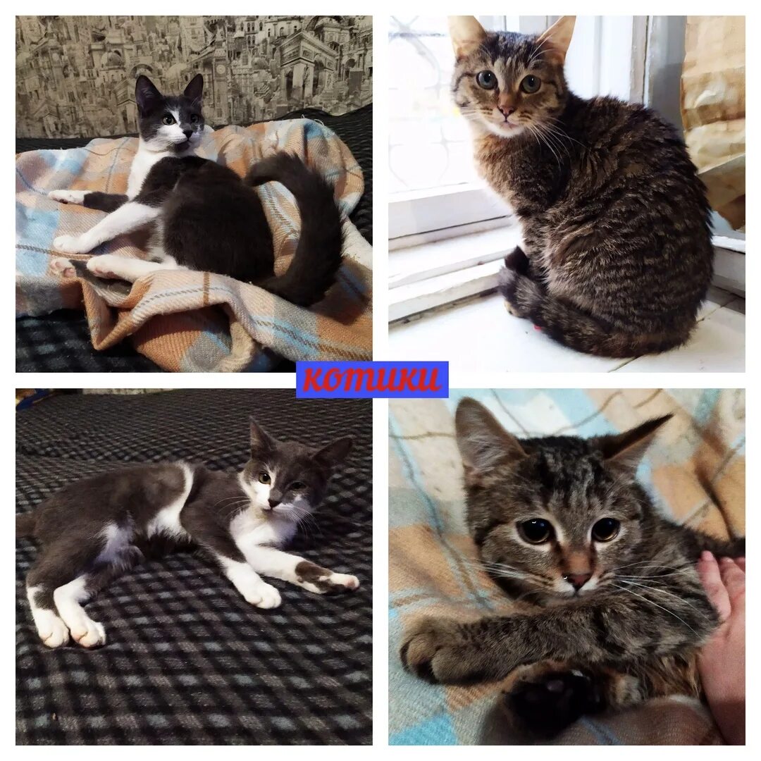 Котята в добрые руки в энгельсе. Кошка энгельс. котята в энгельсе. котики энгельса.
