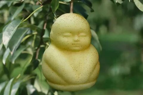Mysterious fruit