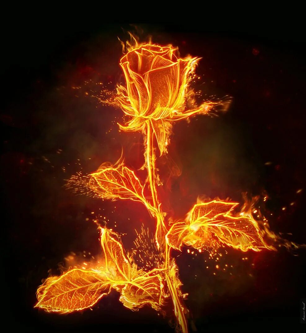 Стефани Блейк Огненные цветы. Огненный Росток Геншин. Пламенный цветок. Цветы деньги и огонь