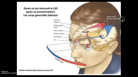 Visual system