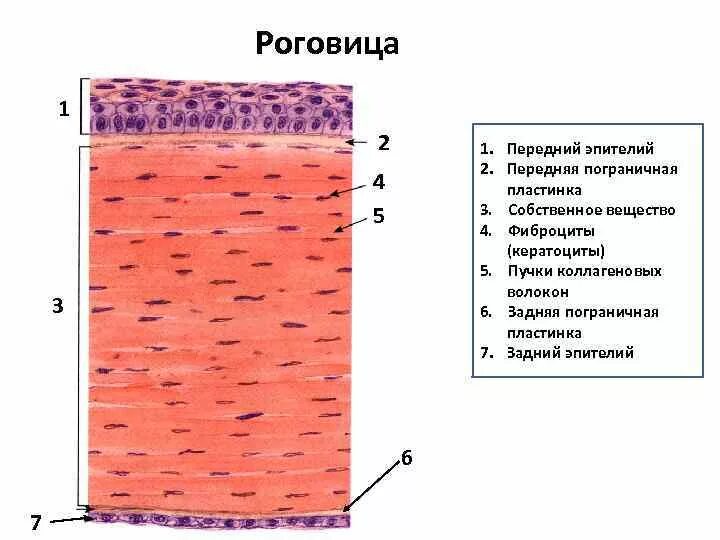 Роговица глаза гистология препарат. Эпителий роговицы препарат гистология. Строение роговицы гистология. Роговая оболочка гистологическое строение. Роговица образована