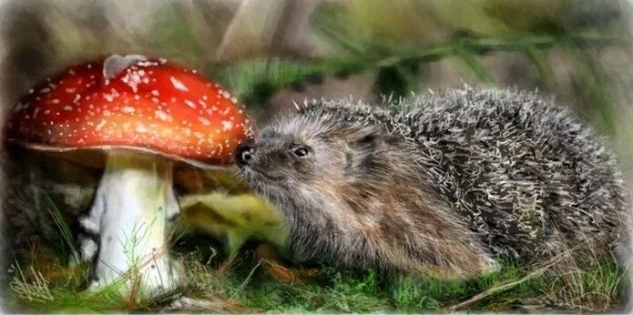 Какое животное есть мухоморы. Животные едят мухоморы. Еж ест грибы. Мухомор с ежами. Птицы грибы.