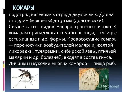 Чем питаются комары