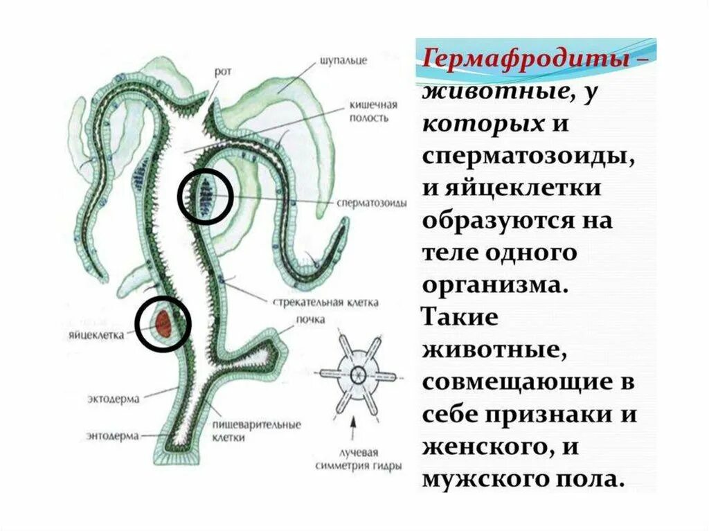 Регенерация гидры. Кишечнополостные гермафродиты. Половая система кишечнополостных 7 класс таблица. Размножение гидры пресноводной. Бесполое размножение почкование кишечнополостных.