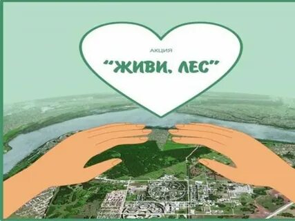 День леса живи лес