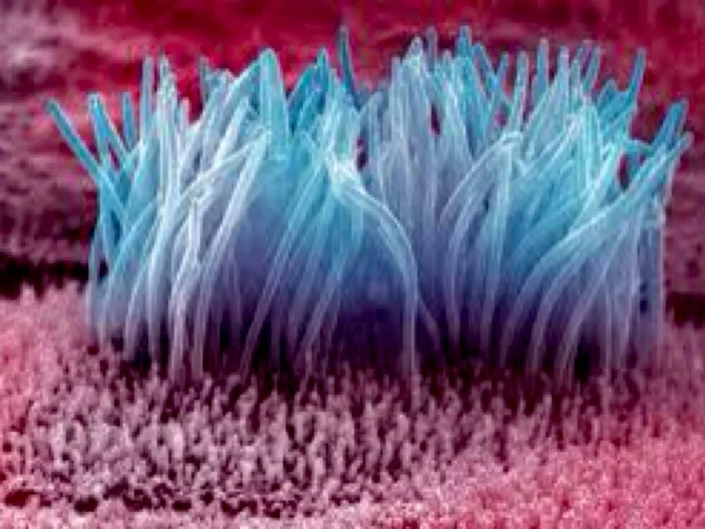 Ворсинки мерцательного эпителия. Реснитчатый эпителий гистология. Мерцательный эпителий дыхательных путей. Бронхи мерцательный эпителий. Реснички мерцательного эпителия.