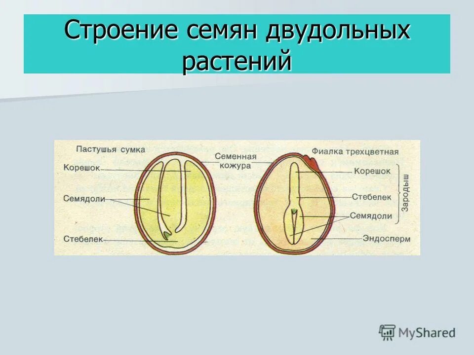 Пшеница это однодольное или двудольное. Строение семени. Строение двудольного семени. Строение семени двудольного растения. Строение семян однодольных и двудольных растений.