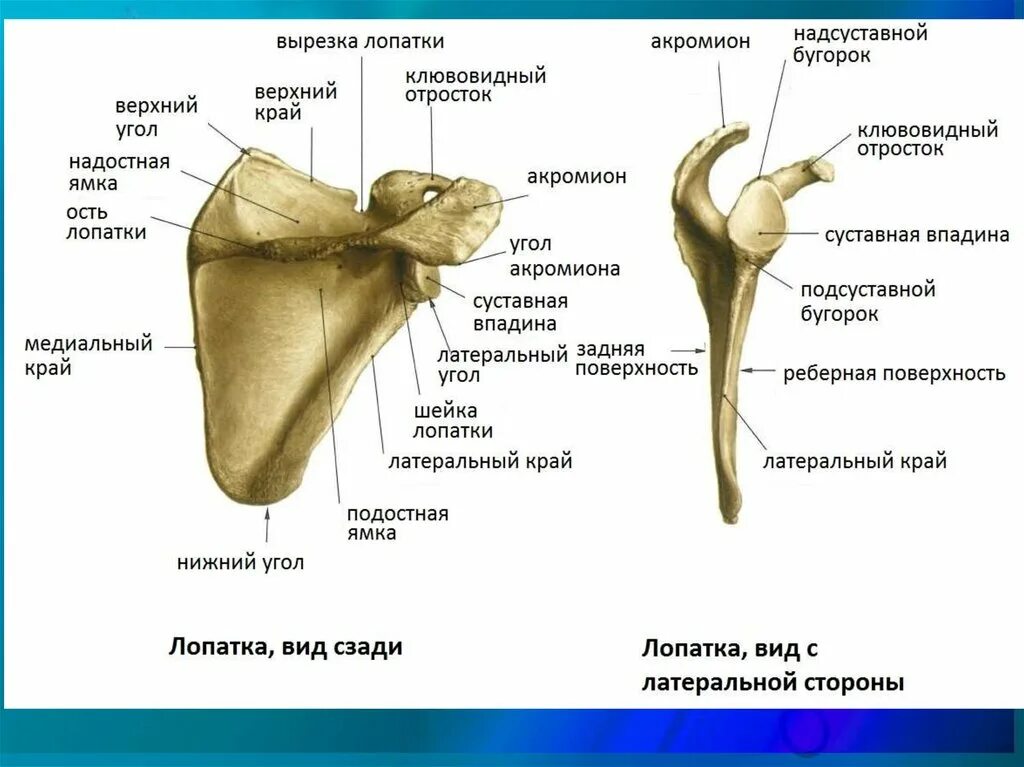 Впадина латынь. Вертлужная губа тазобедренного сустава анатомия. Строение лопатки вид спереди. Fossa acetabuli анатомия. Лопатка анатомия латеральный угол.