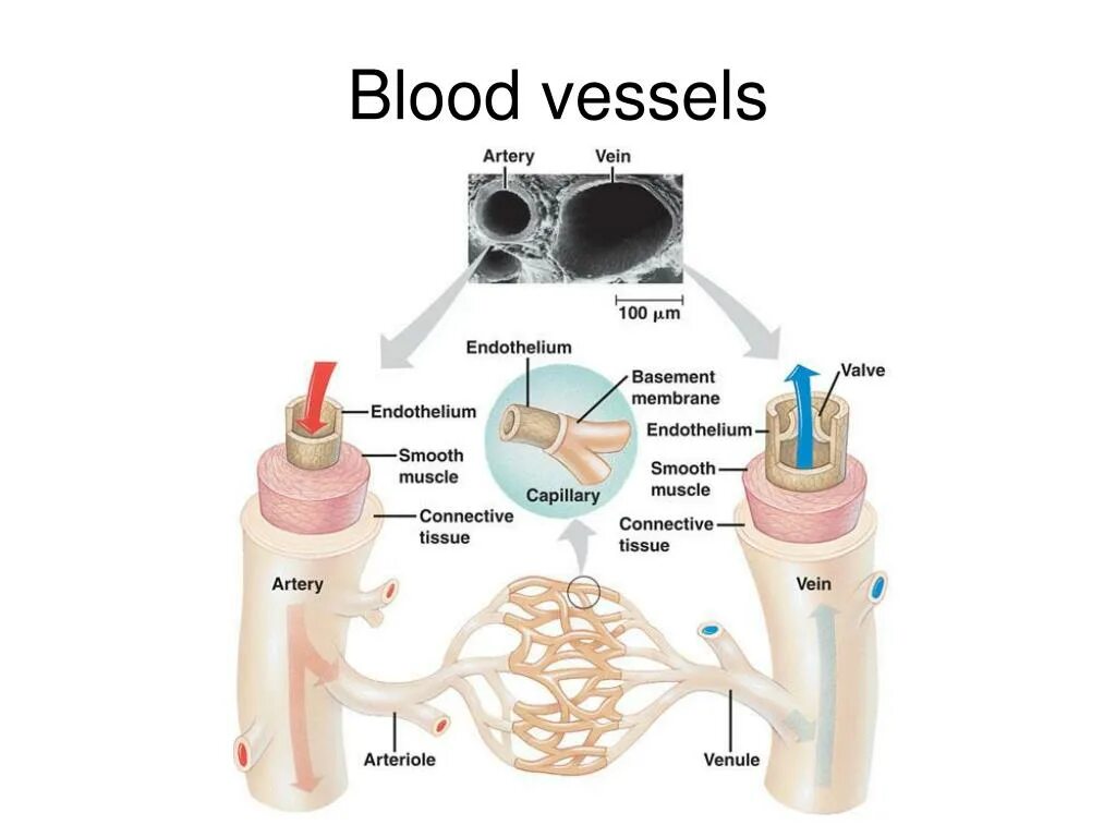 Blood Vessel structure. Капеляр