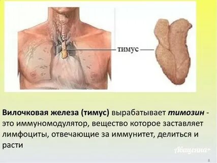 Железа в грудине