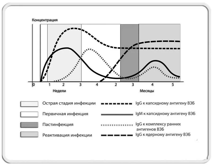 Динамика антител при вэб инфекции. Авидность антител в диагностике инфекционных заболеваний. Антитела IGG К вирусу Эпштейна-Барр. Эпштейн Барра показатели антител. Вэб иммуноглобулины