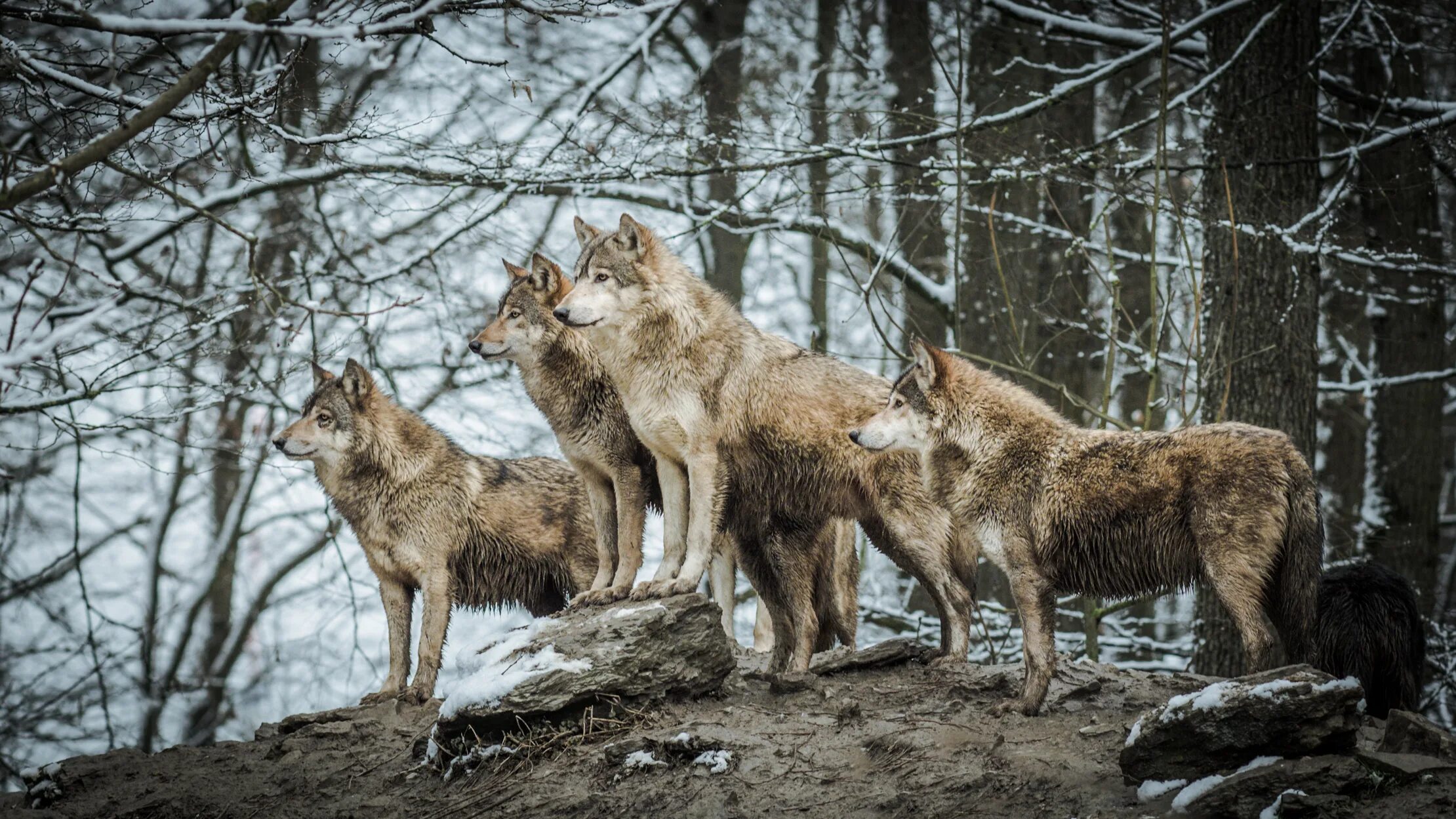 Жизнь лесных животных