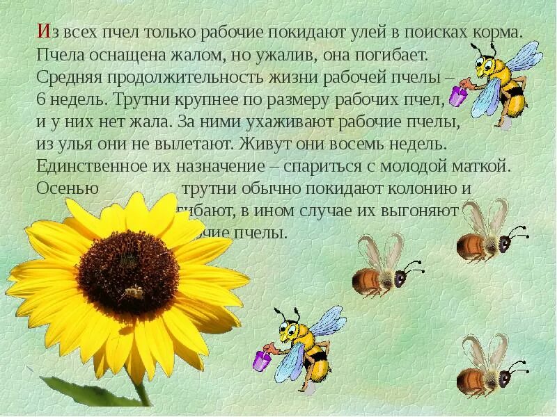 Текст про пчел. Интересное о пчелах для детей. Интересные сведения о пчелах. Детям о пчелах для дошкольников. Интересные факты о пчелах для дошкольников.