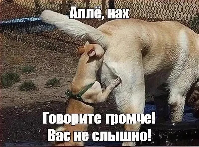 Движение говорите громче. Алло собака мем. собака сует лапу в собаку. говорите громче вас не слышно.