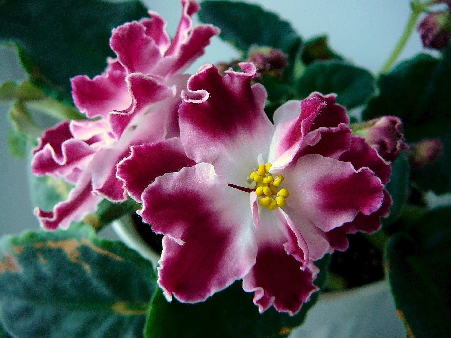 Сорт фиалки солнышко июля. Фиалка рм сесилия. Фиалка солнышко. Фиалка солнышко. Фиалка солнышко.