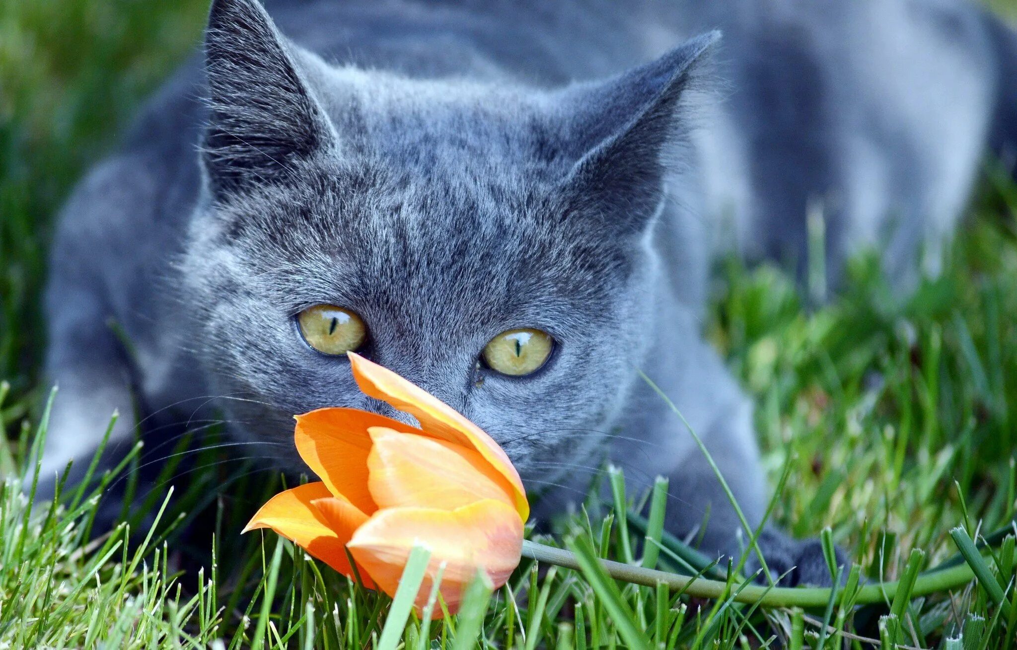 Весенняя кошечка. Кот. Кот серый. Котики на рабочий стол.