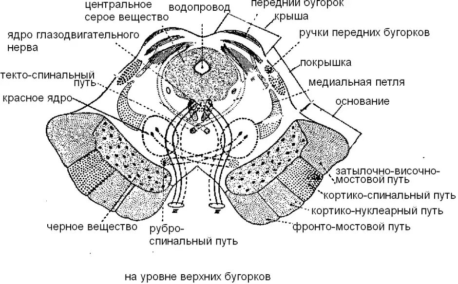 Зоны среднего мозга. Строение среза среднего мозга. Поперечный срез среднего мозга схема. Схема строения среднего мозга на поперечном разрезе. Средний мозг внутреннее строение.