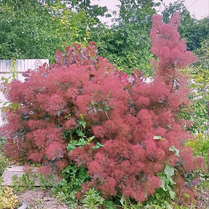 частный питомник голубевых. сорт малины радзиева. частный питомник голубевых. частный селекционный питомник саженцев голубевых. малина ремонтантная карамелька.